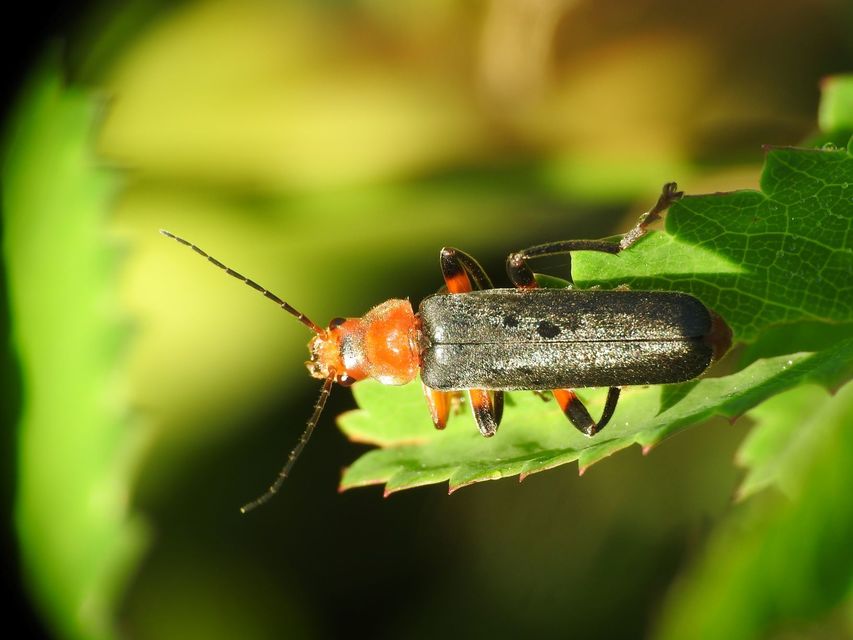 Cantharis livida - mezei lágybogár