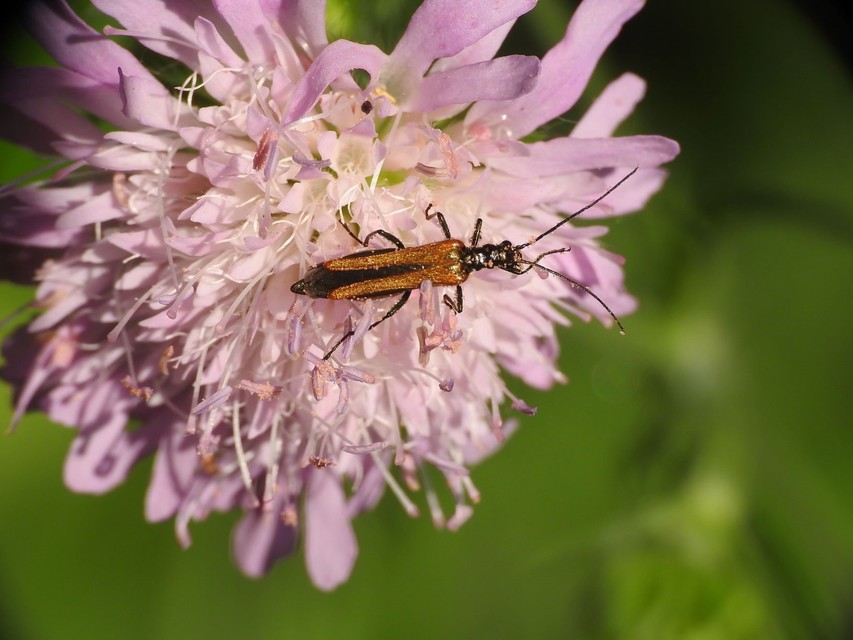 Oedemera femorata - sárgahátú álcincér