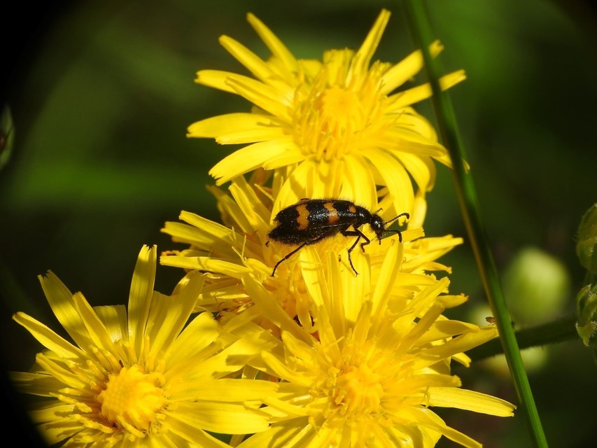 Mylabris variabilis - szalagos hólyaghúzó Mylabris variabilis - szalagos hólyaghúzó