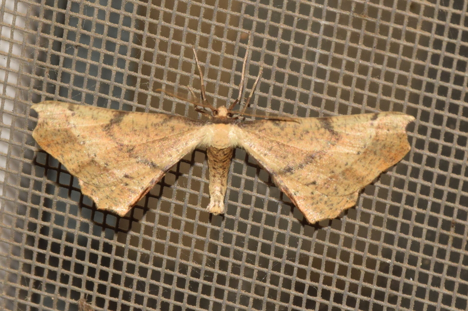 Artiora evonymaria - kecskerágó-araszoló