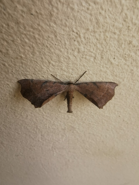 Artiora evonymaria - kecskerágó-araszoló