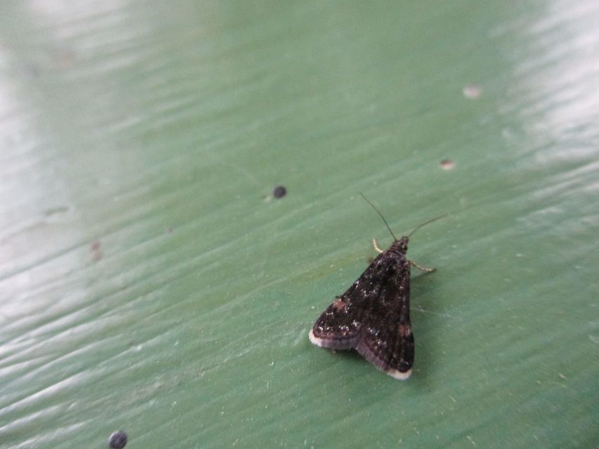Heliothela wulfeniana - fényes kormosmoly