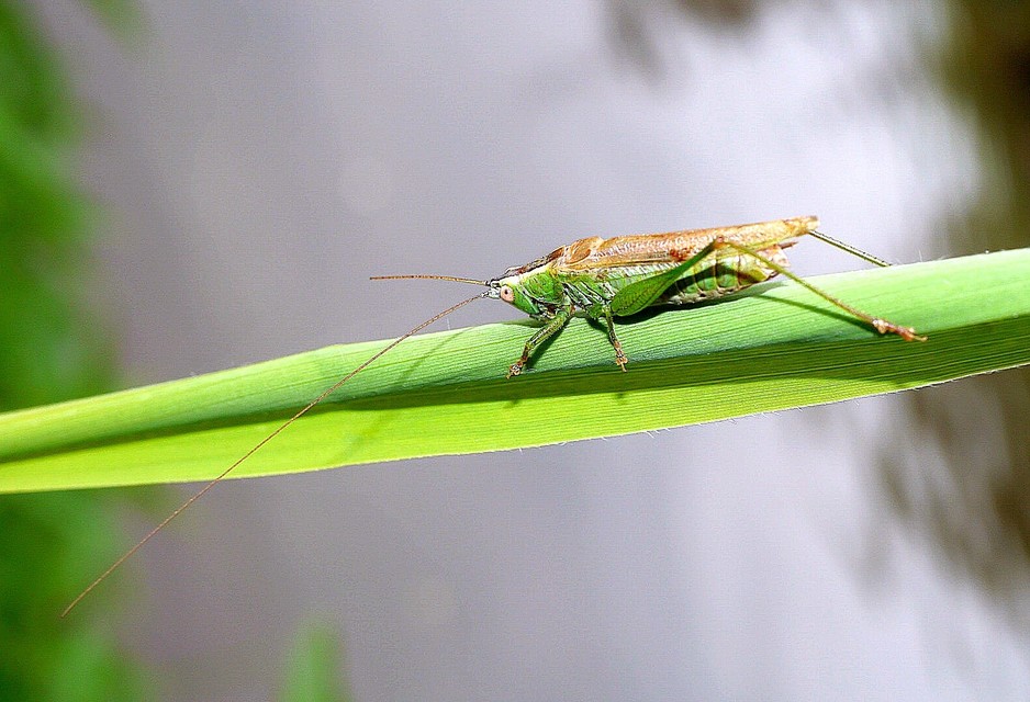 Conocephalus fuscus - kis kúpfejűszöcske