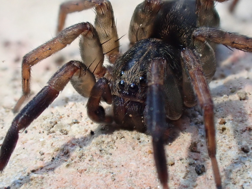 Trochosa