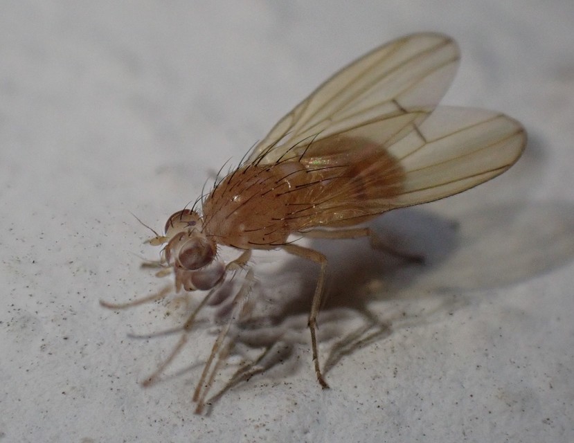 Lauxaniidae - pudvalegyek