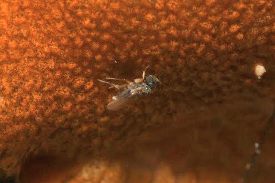 Phoridae - púposlégyfélék