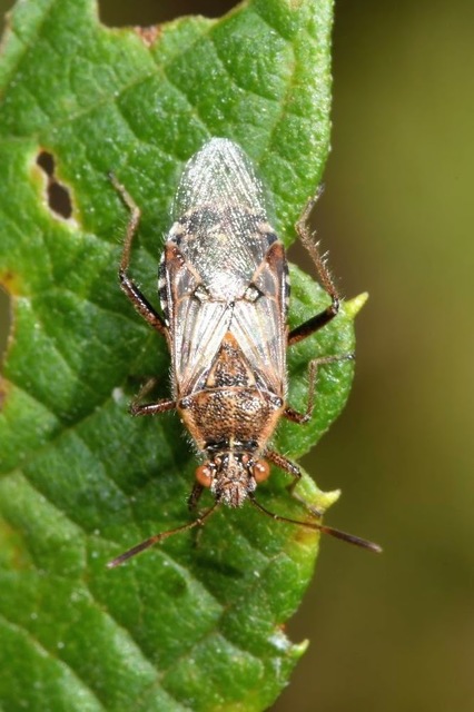 Liorhyssus hyalinus
