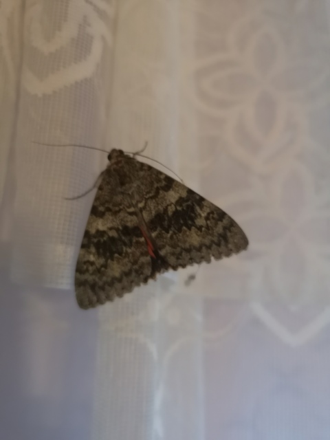 Catocala elocata - közönséges övesbagoly