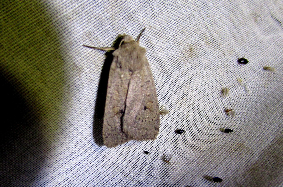 Propenistra laevis - könnyű őszibagoly