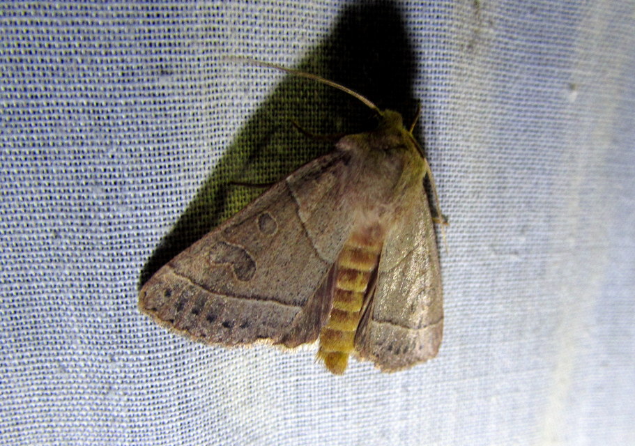 Mesogona acetosellae - madársóskabagoly