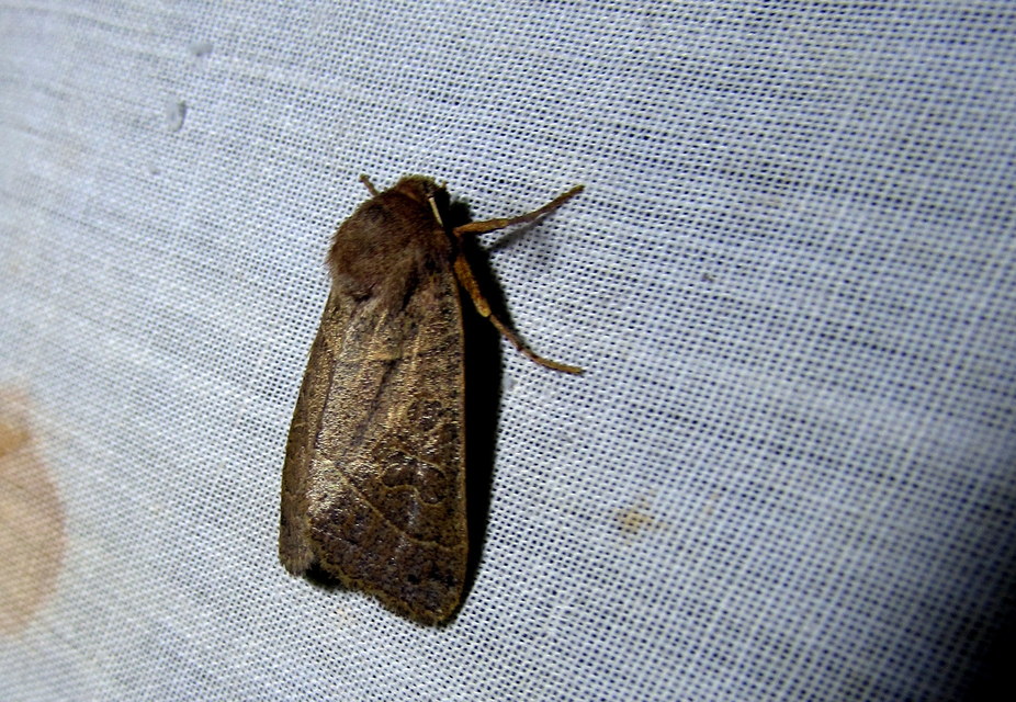 Mesogona acetosellae - madársóskabagoly