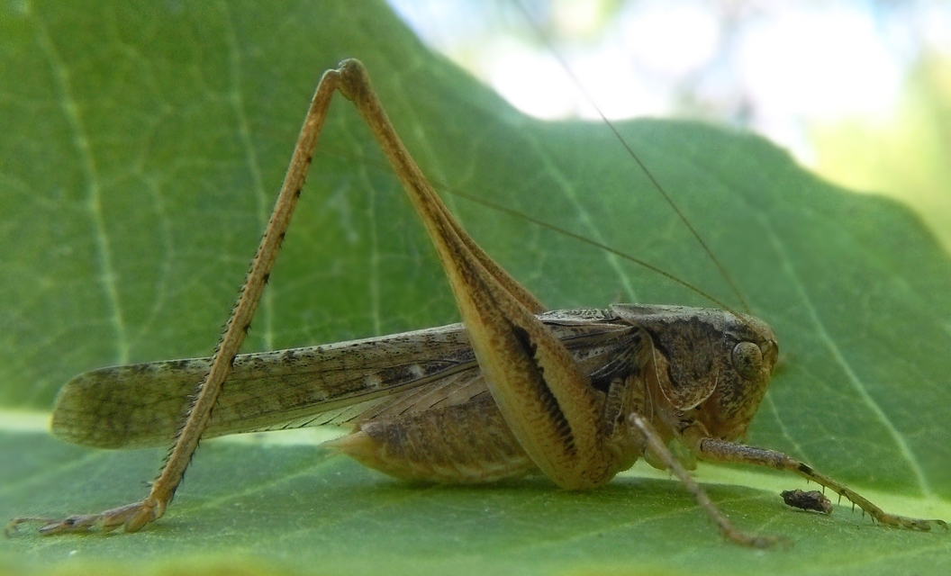 Platycleis grisea - szürke rétiszöcske