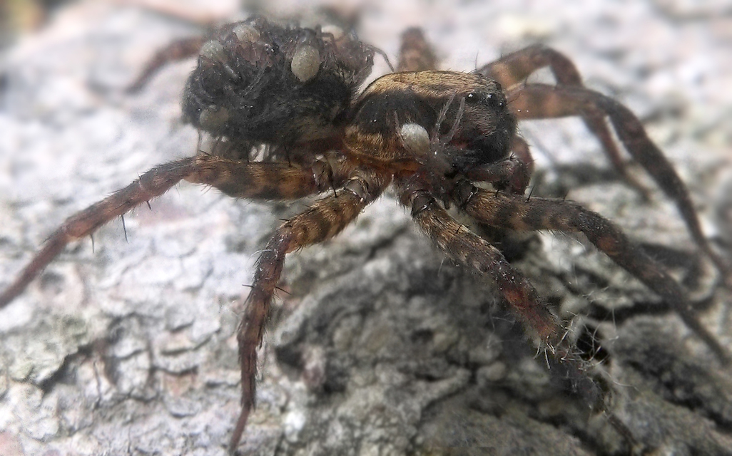 Trochosa