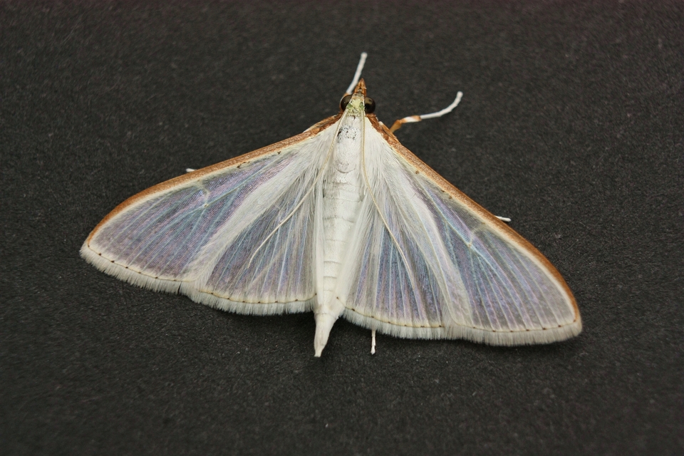 Palpita vitrealis - hófehér tűzmoly