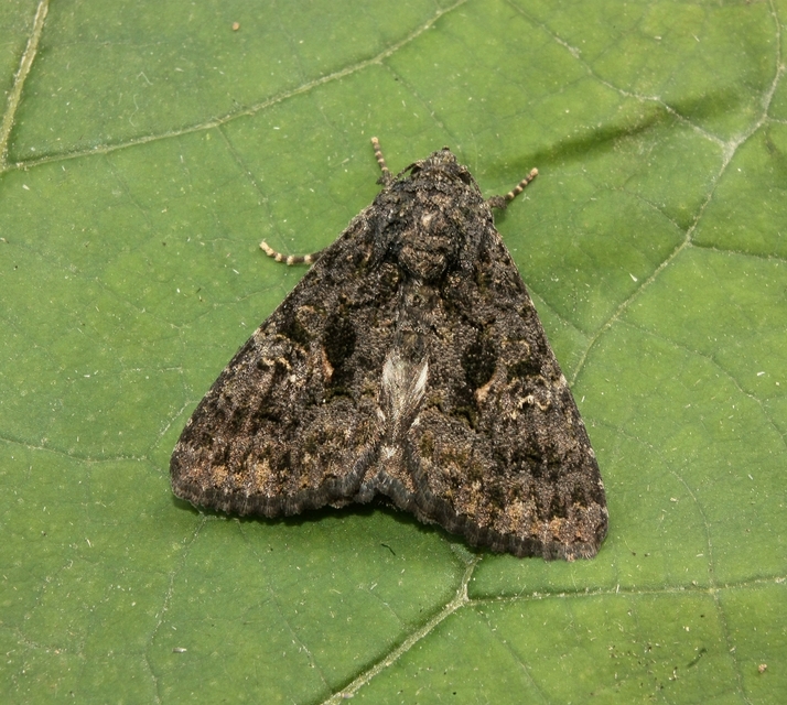 Anophia leucomelas - déli folyófűbagoly