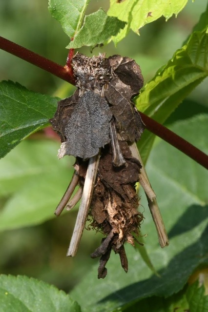 Canephora hirsuta - kormos zsákhordólepke