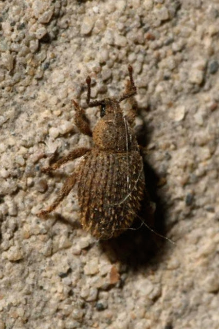 Cathormiocerus aristatus - szálkás éjiormányos