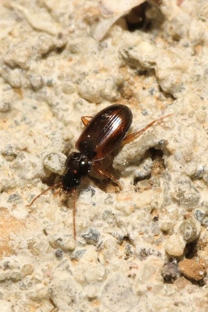 Trechus quadristriatus - közönséges fürgefutonc