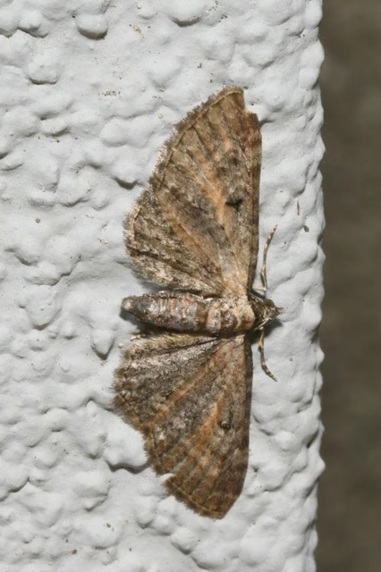 Eupithecia icterata - rozsdafoltos törpearaszoló