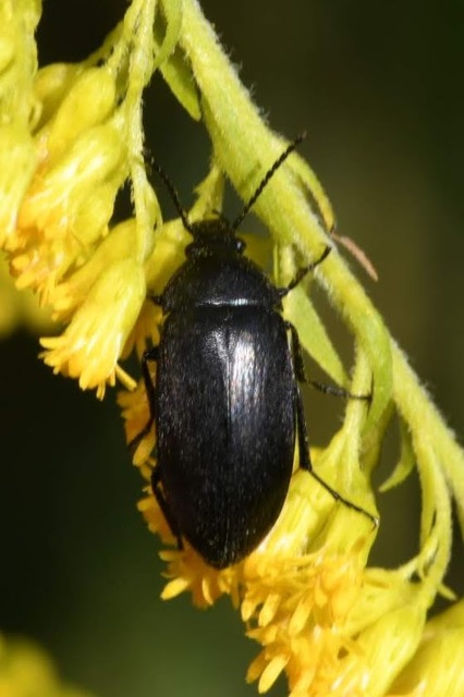 Podonta nigrita - szerecsenbogár