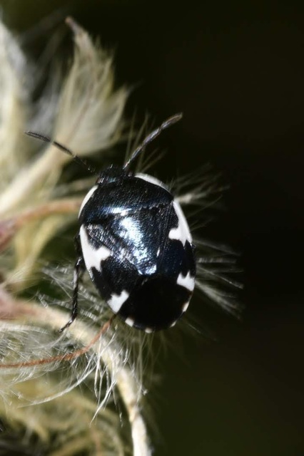 Tritomegas sexmaculatus - hatfoltos földipoloska