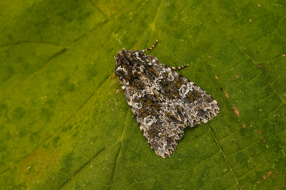 Polymixis polymita - kankalin-tarkabagoly