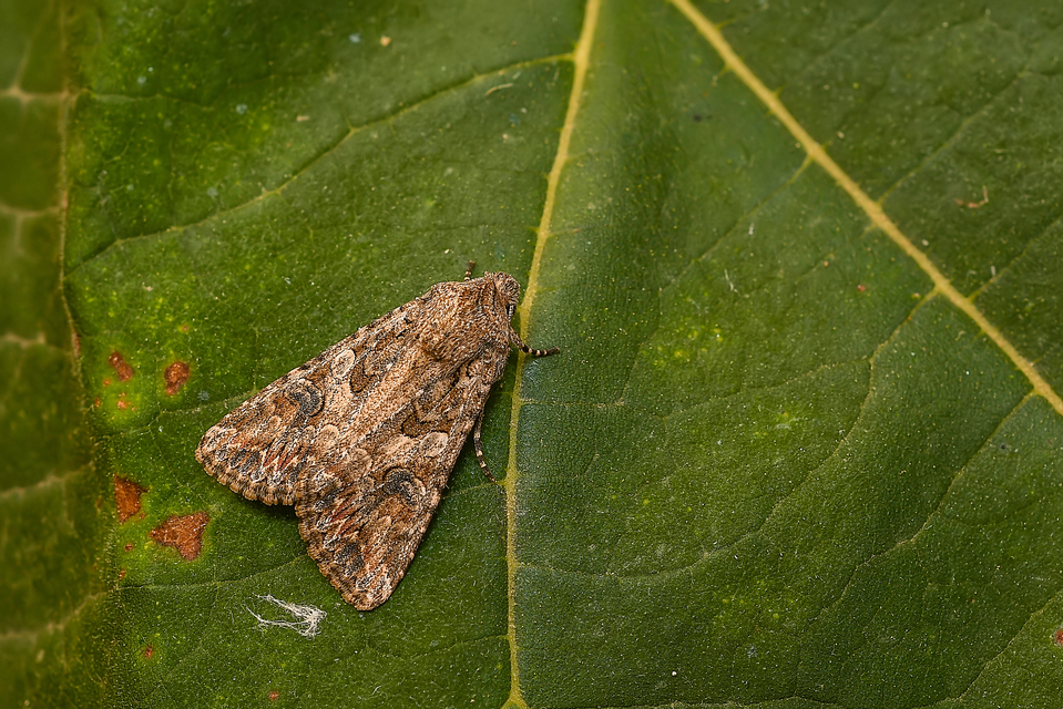 Hadula trifolii - lóherebagoly Hadula trifolii - lóherebagoly