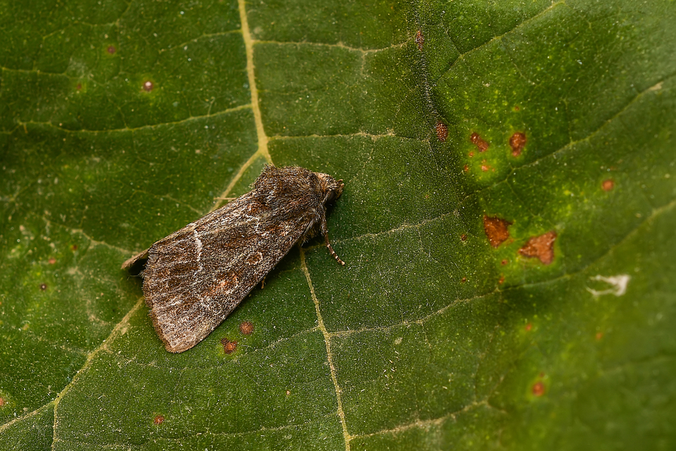 Thalpophila matura - fakó erdeibagoly