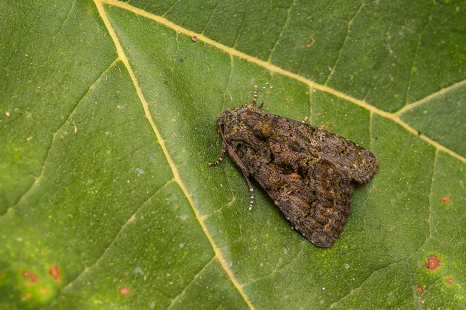 Anophia leucomelas - déli folyófűbagoly