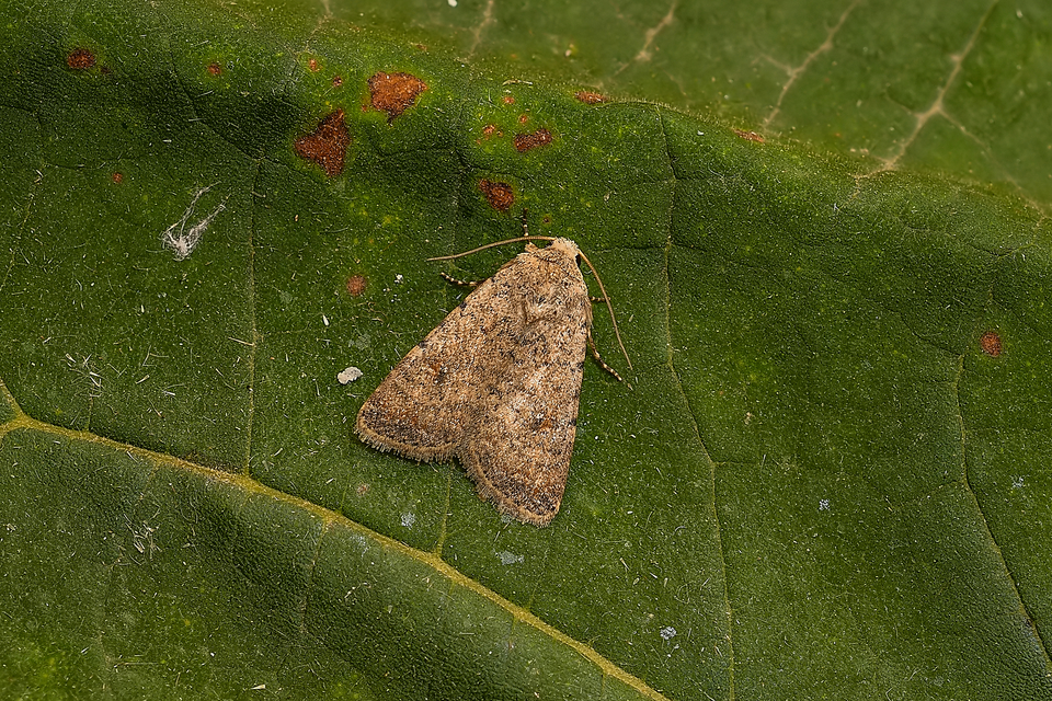 Paradrina clavipalpis - közönséges selymesbagoly