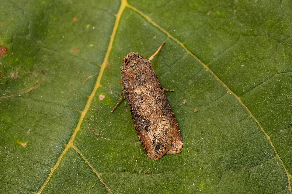 Agrotis ipsilon - nagy földibagoly