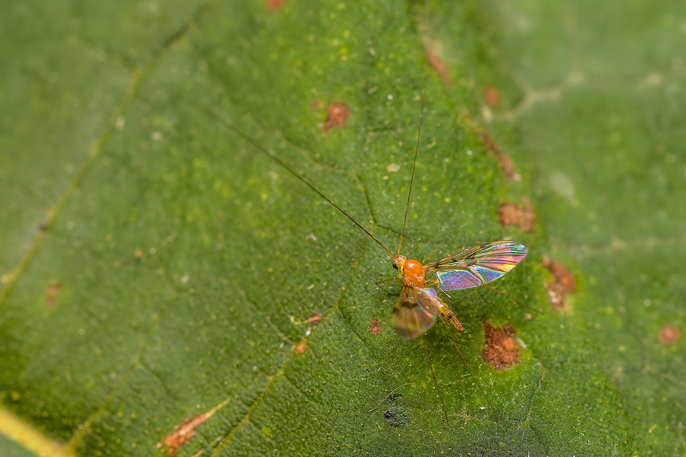 Macrocera