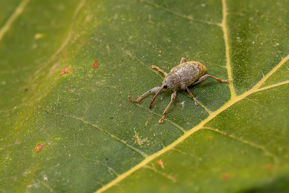 Curculio elephas - gesztenyezsuzsóka