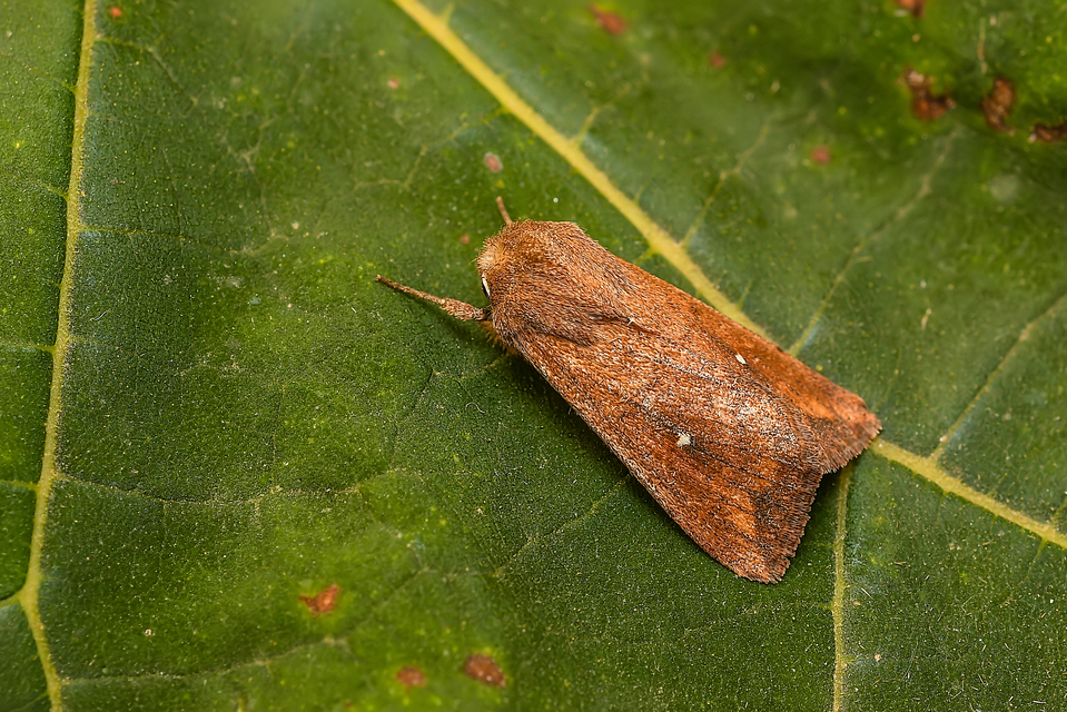 Mythimna albipuncta - fehérpettyes rétibagoly