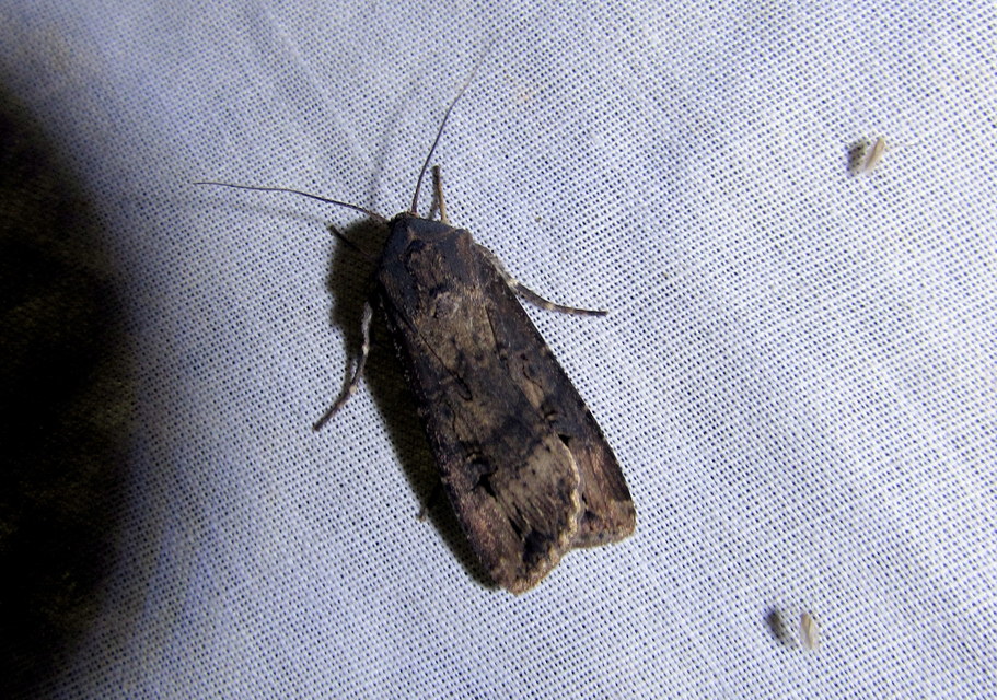 Agrotis ipsilon - nagy földibagoly