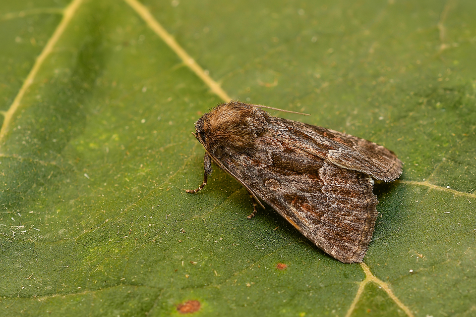 Thalpophila matura - fakó erdeibagoly