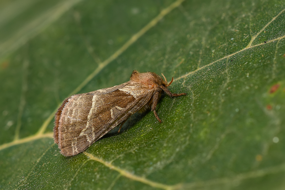 Triodia sylvina - kis gyökérrágólepke