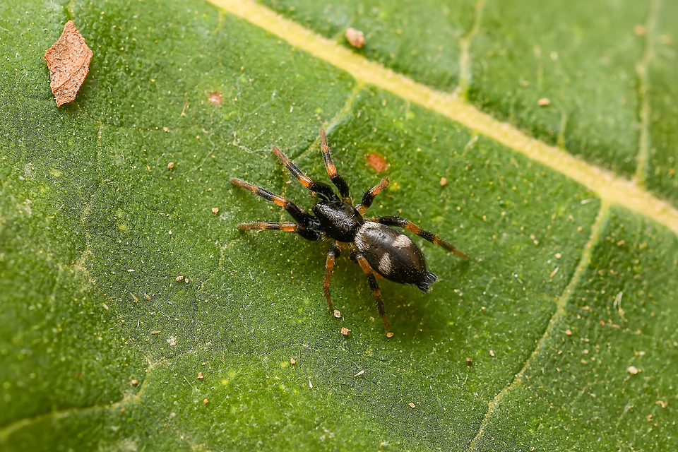 Kishidaia conspicua - övespók