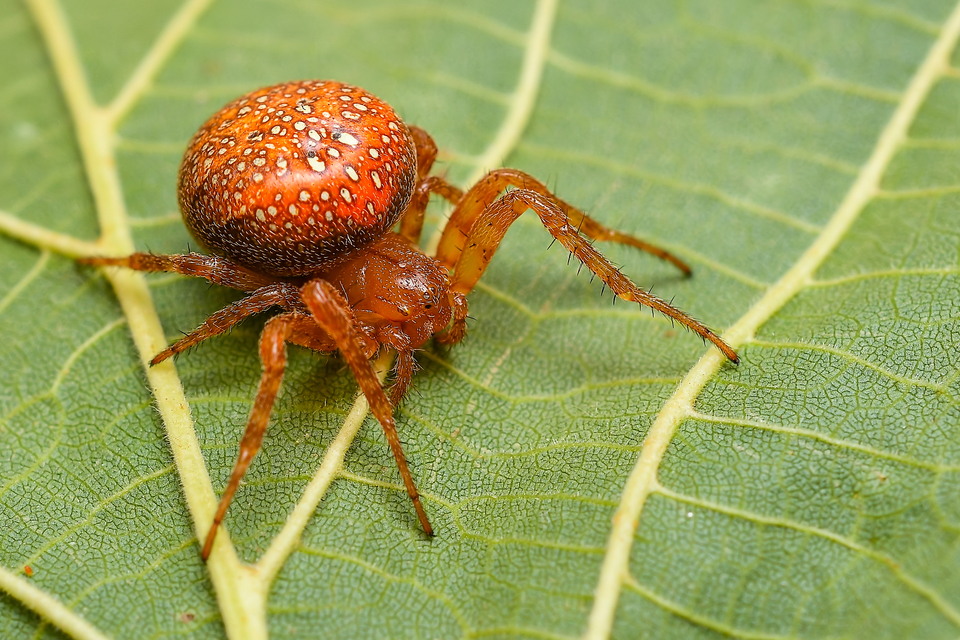 Araneus alsine - hűsölő keresztespók