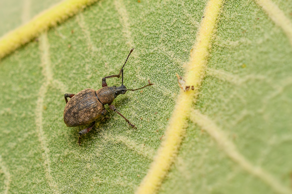 Dodecastichus mastix - lécesorrú gyalogormányos