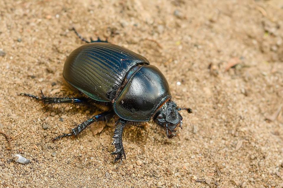 Geotrupes spiniger - közönséges álganéjtúró