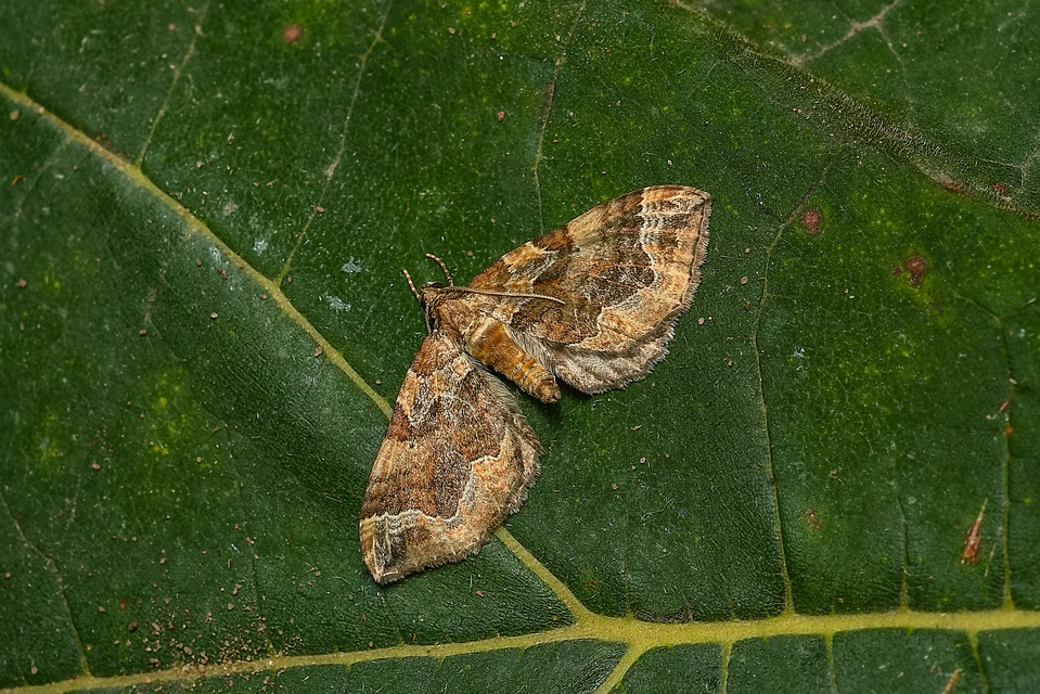 Pelurga comitata - nagy tarkaaraszoló