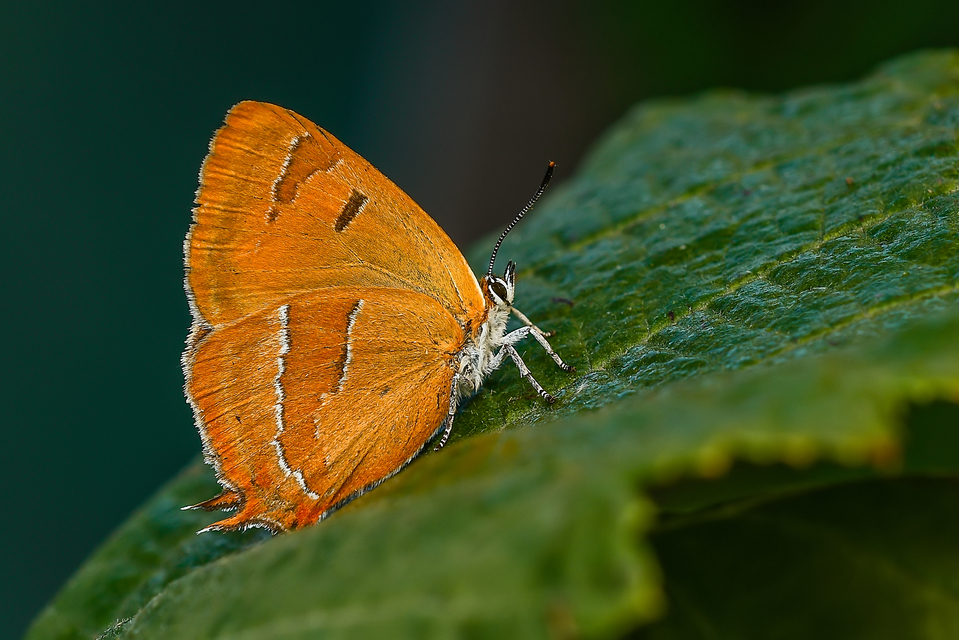 Thecla betulae - nyírfalepke