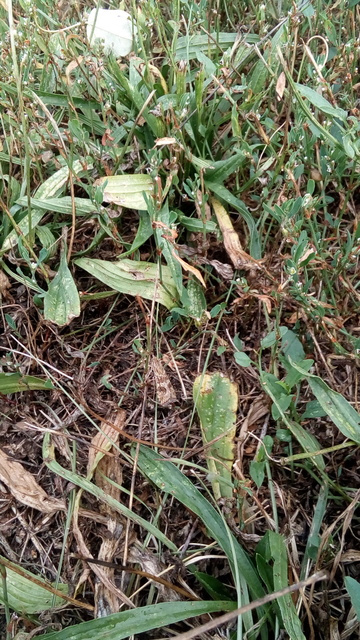 Nomophila noctuella - közönséges vándormoly