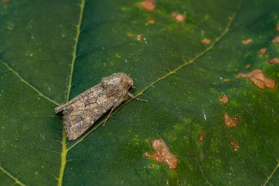 Luperina testacea - barnás szürkebagoly