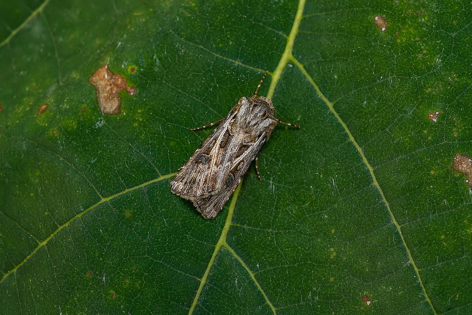 Agrotis vestigialis - őszi földibagoly