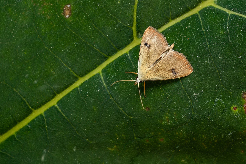 Rivula sericealis - selymes lórombagoly