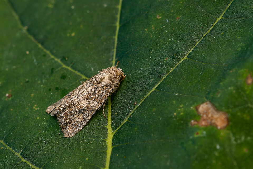 Hadula trifolii - lóherebagoly Hadula trifolii - lóherebagoly