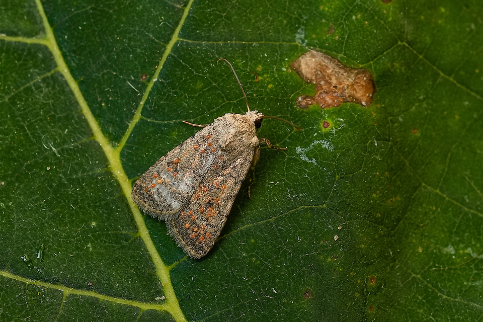 Paradrina clavipalpis - közönséges selymesbagoly