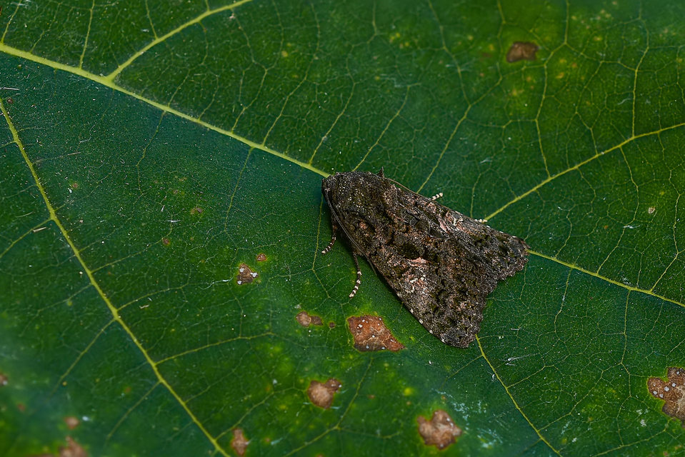 Anophia leucomelas - déli folyófűbagoly